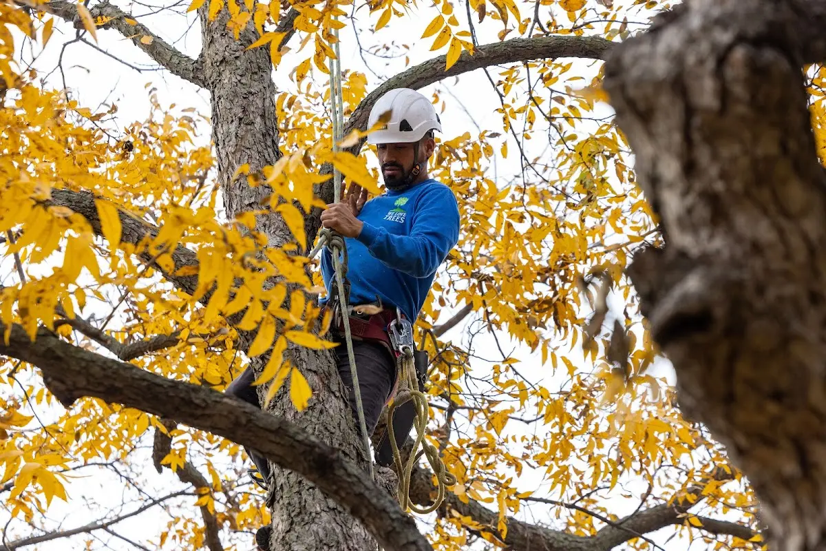 Skilled Tree Planing crew working in North Loup